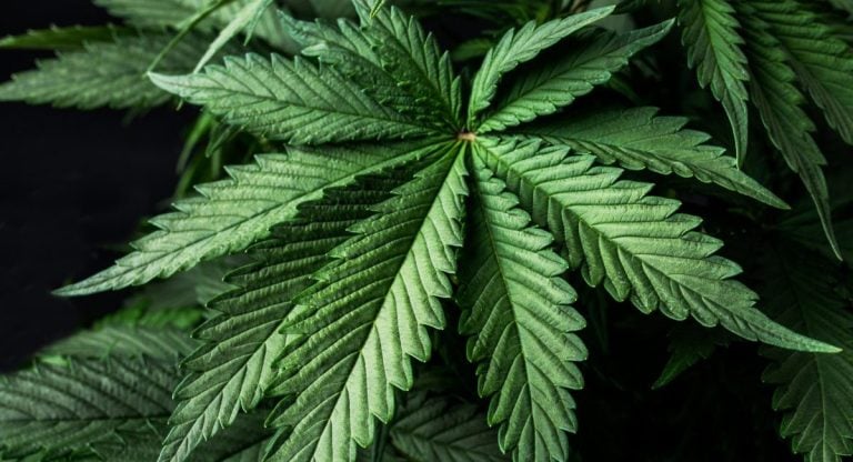 #85 La France va-t-elle légaliser le cannabis ?